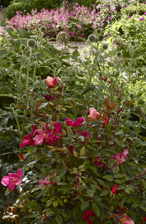 Garden Designer Justin Spink Vicarage in Windrush Valley