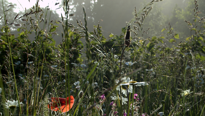 Garden Designer Justin Spink Wiltshire Garden